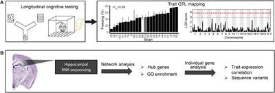 Identifying Mechanisms of Normal Cognitive Aging Using a Novel Mouse Genetic Reference Panel